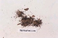 藏品(長肋多枝苔)的圖片